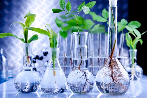 In the background for this image for the experimental section are testtubes in a rack all sat on a clean reflective surface. 
In the foreground are four scientific glass flasks filled almost to the top with a clear liquid that looks like water. The smallest flask is on the left and the gradually increase in size with the largest on the right. 
In each flask is a plant or tree cutting which all have an increasing amount of root structure as each cutting is larger in size.
