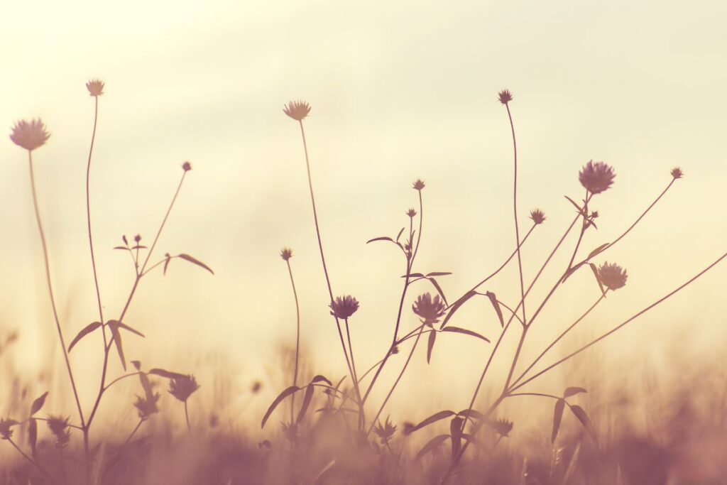 Softly lit wildflowers against a hazy, golden sky, conveying stillness and calm.