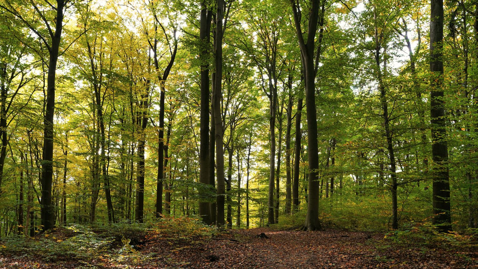 A quiet woodland clearing with tall trees and soft, filtered light.
