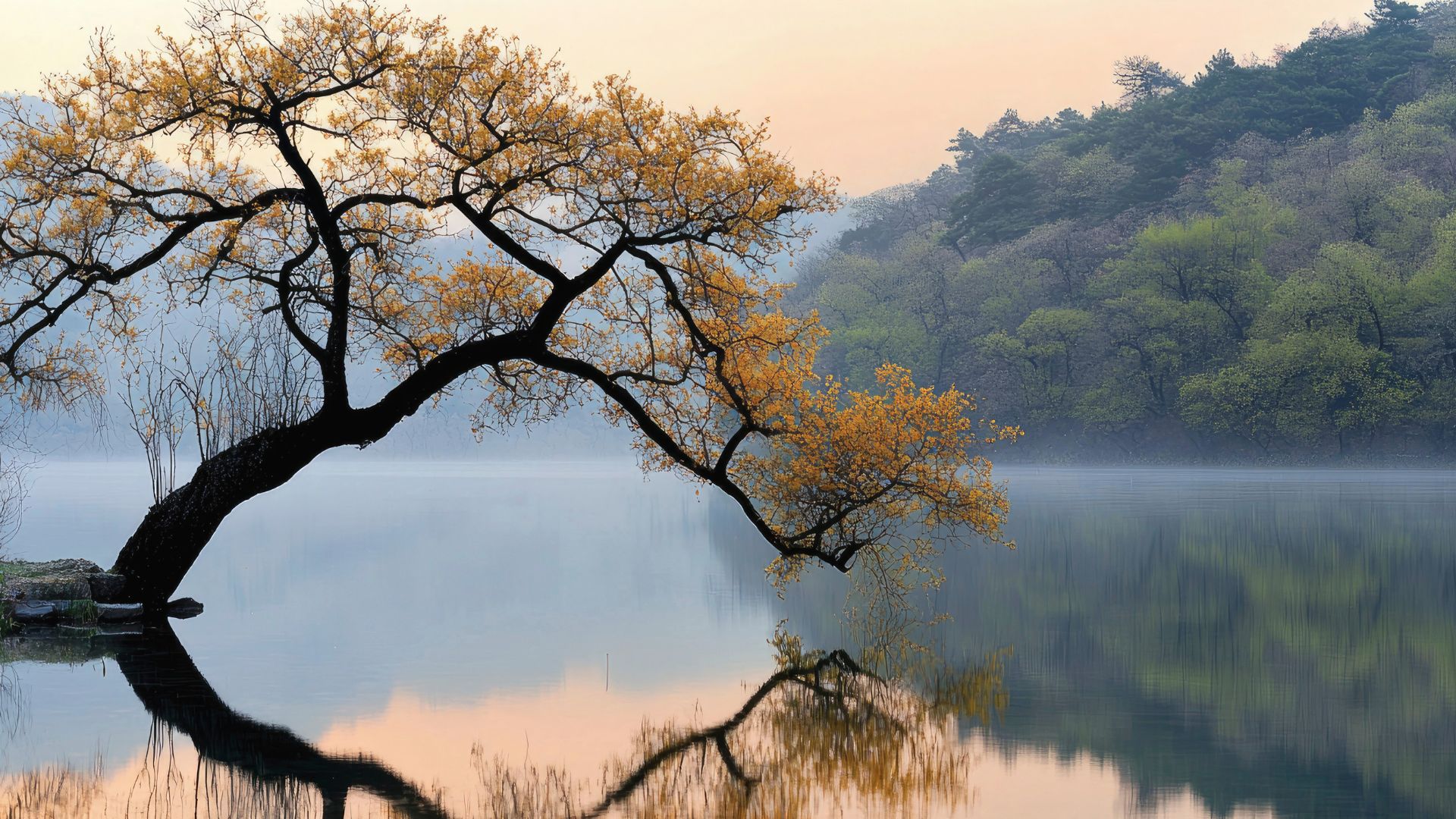 A calm lake with still water reflecting trees and soft morning light.