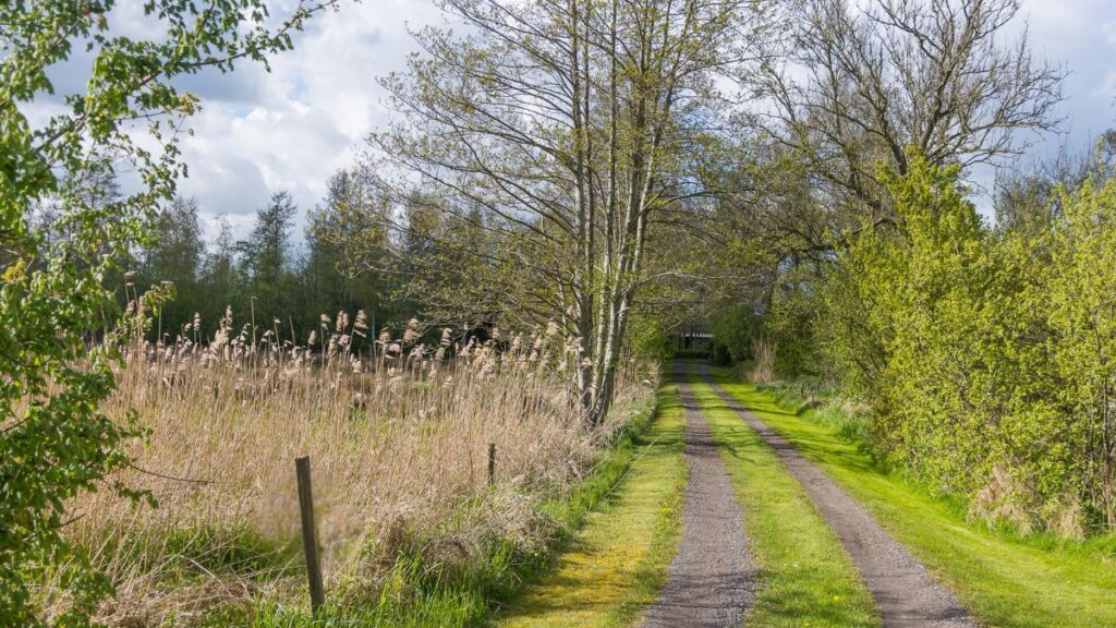 A quiet country track winding through spring trees and tall grasses on a bright day, reflecting the gentle pace and reflective mood of the accompanying article.