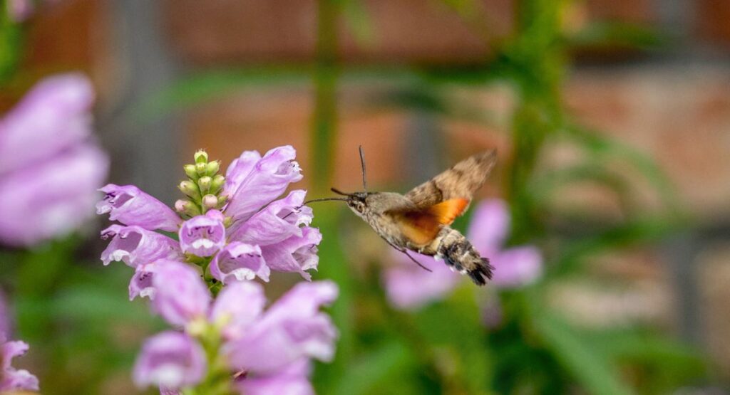 A hummingbird hawk-moth hovers beside a spike of pale purple flowers, its long proboscis extended to feed. The moth has a mottled brown-and-white body with an orange-black striped tail and wings blurred mid-flight, set against a softly blurred garden background.